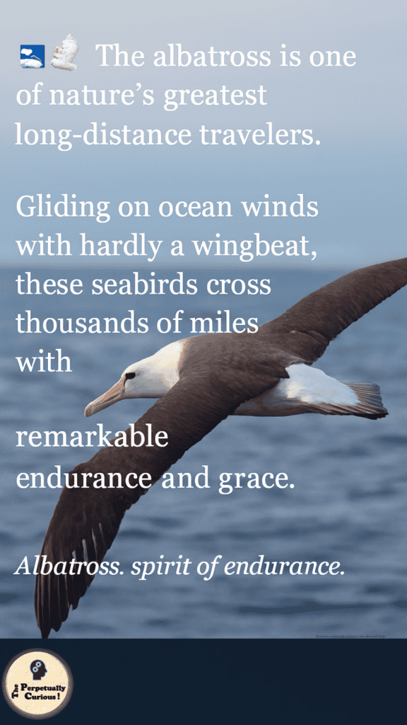 A large albatross soars over the open ocean with its long wings fully extended. The cloudy sky and rippling water emphasize the vast seascape. Overlaid text reads: “🕊️ The albatross is one of nature’s greatest long‑distance travelers. Gliding on ocean winds with hardly a wingbeat, these seabirds cross thousands of miles with remarkable endurance and grace. Albatross. spirit of endurance.