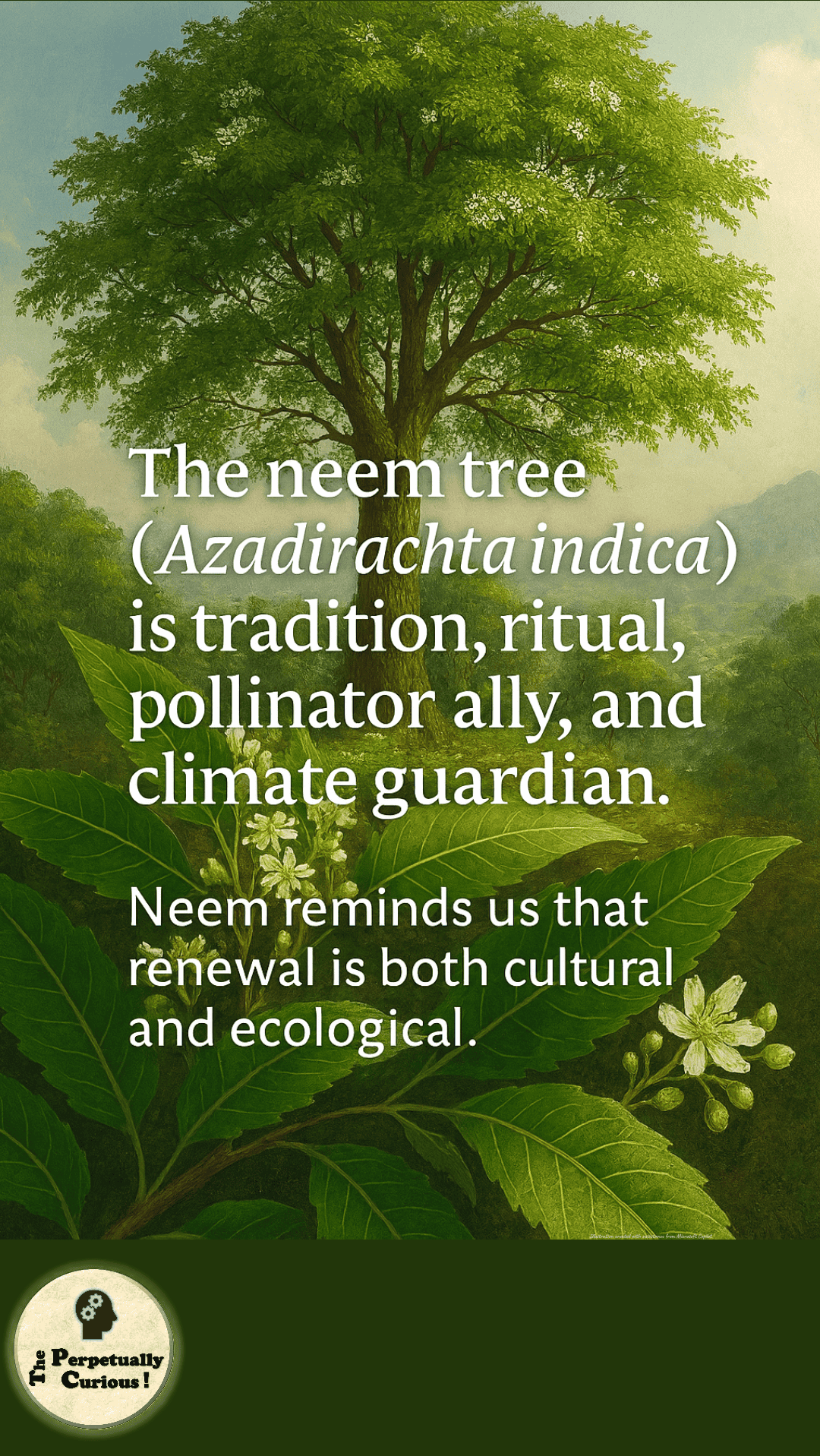 Visual gateway for an article about the neem tree