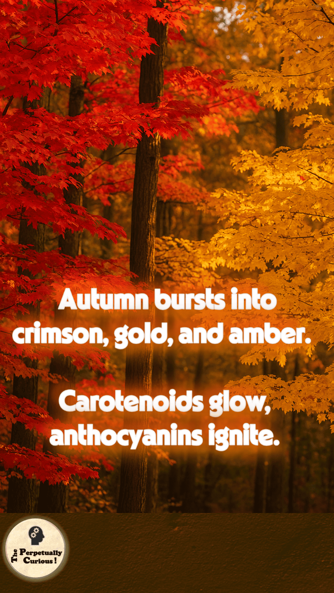 Visual gateway for an article about fall foliage and seasonal plant color change