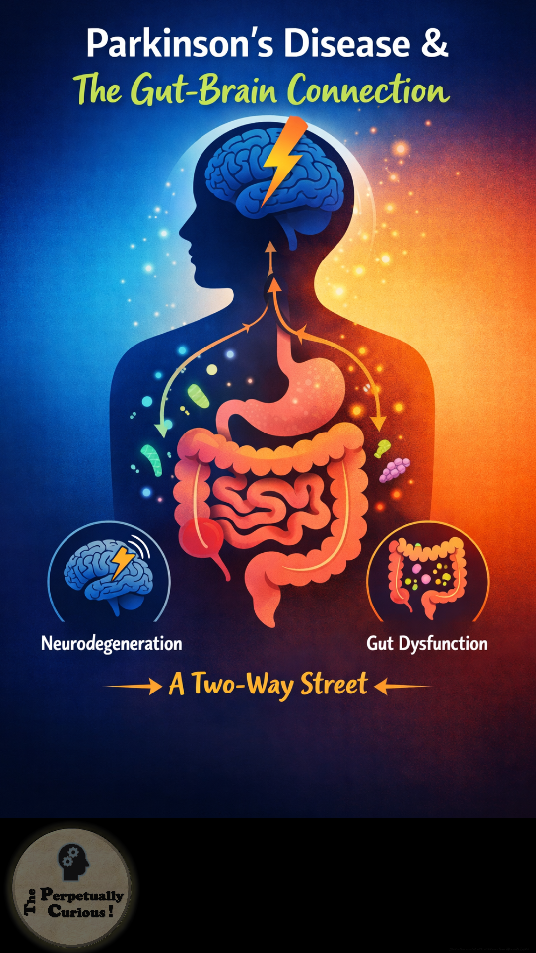 Gut-brain axis article visual exploring communication between digestion, the brain, and health