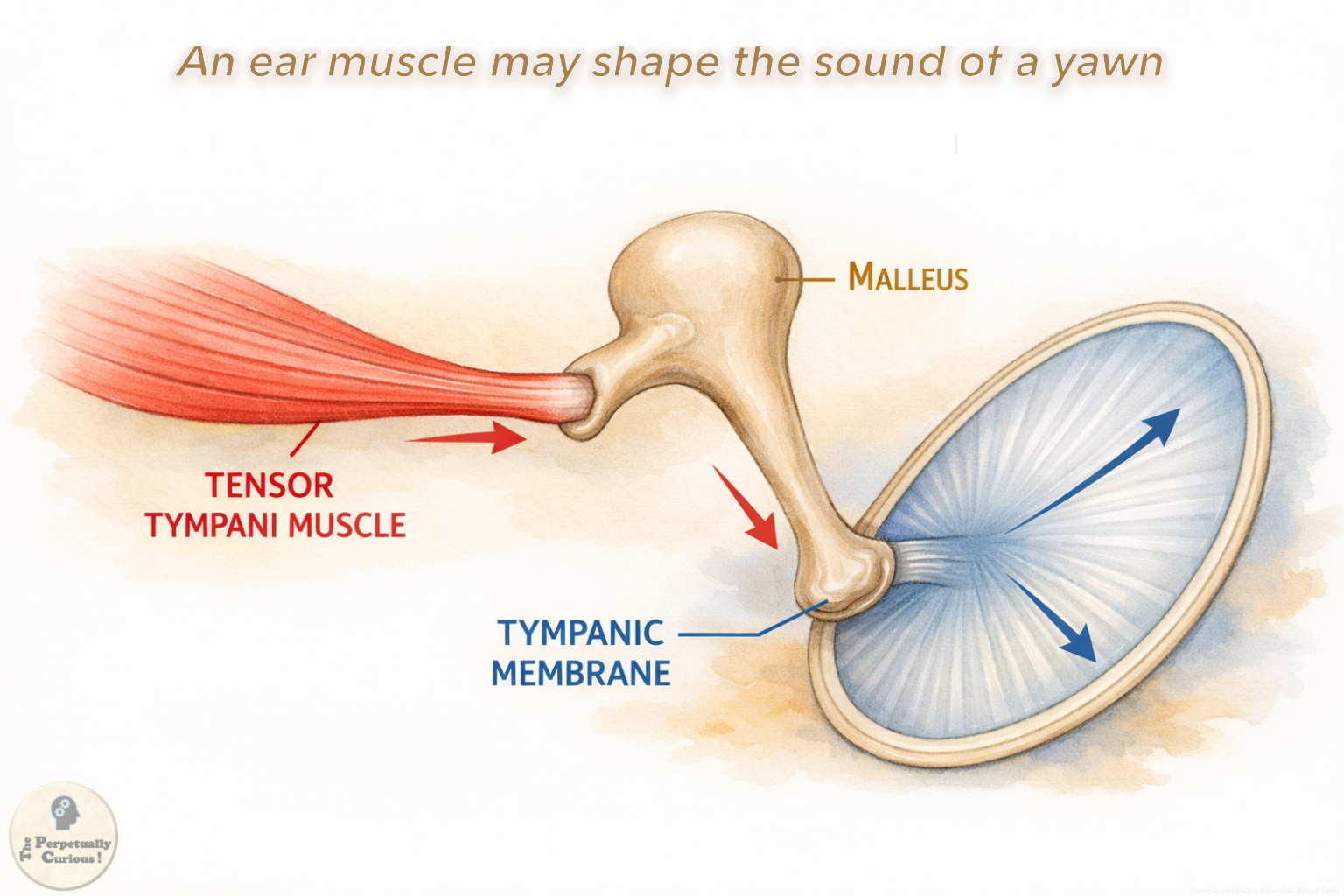 Anatomical rendering of the tensor tympani muscle, malleus, and tympanic membrane showing a middle-ear pathway involved in yawn-related sound.