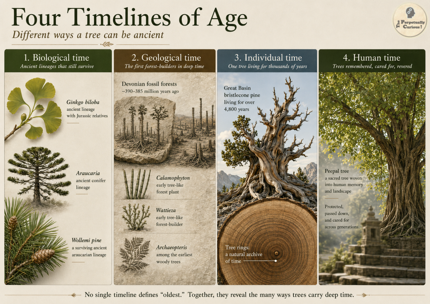 Editorial infographic rendering showing four ways trees can be ancient: biological lineages, geological fossil forests, individual bristlecone pines, and human cultural memory.
