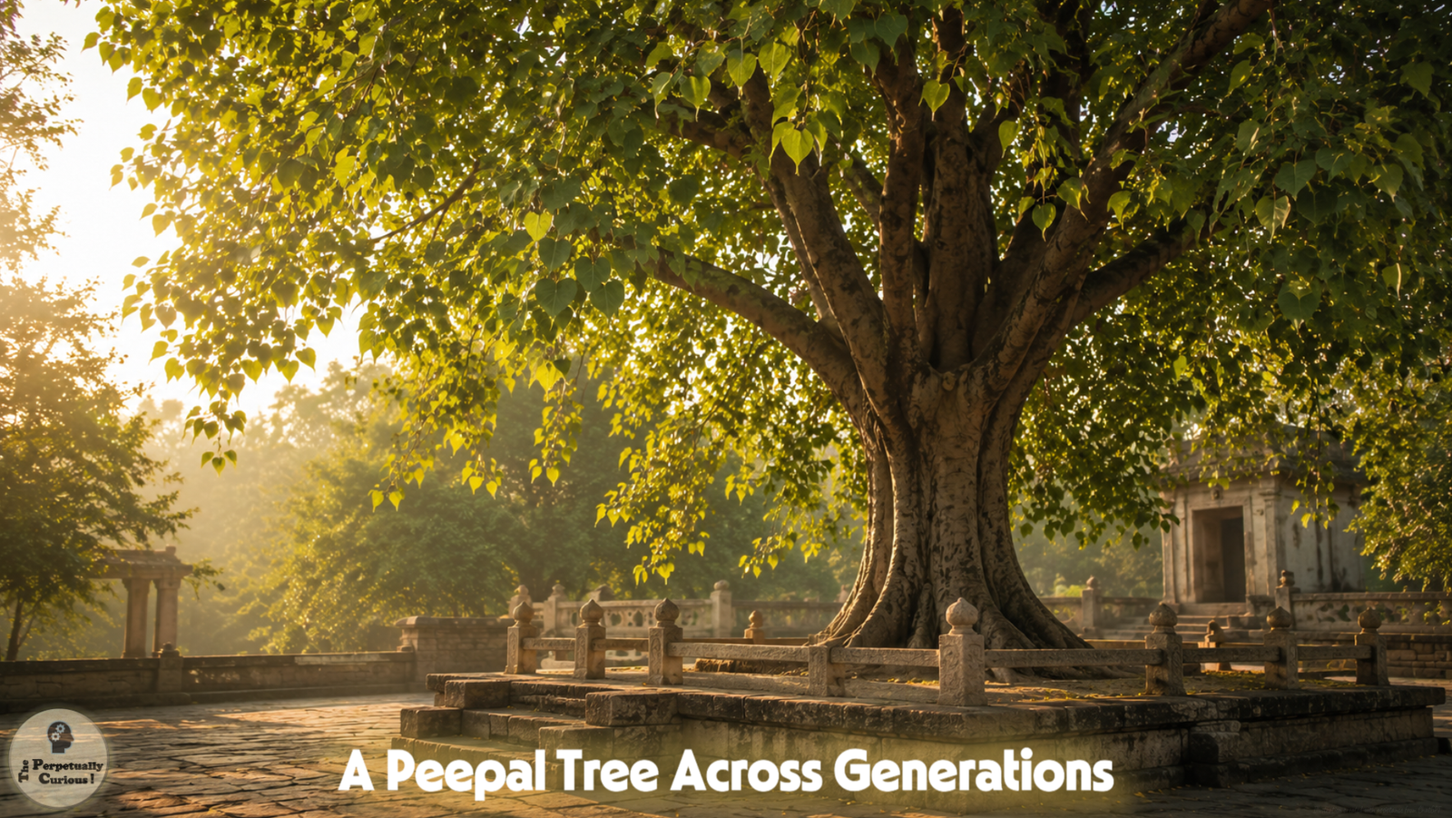 Botanical rendering of a representative sacred Peepal tree with heart-shaped leaves in a quiet protected stone courtyard.