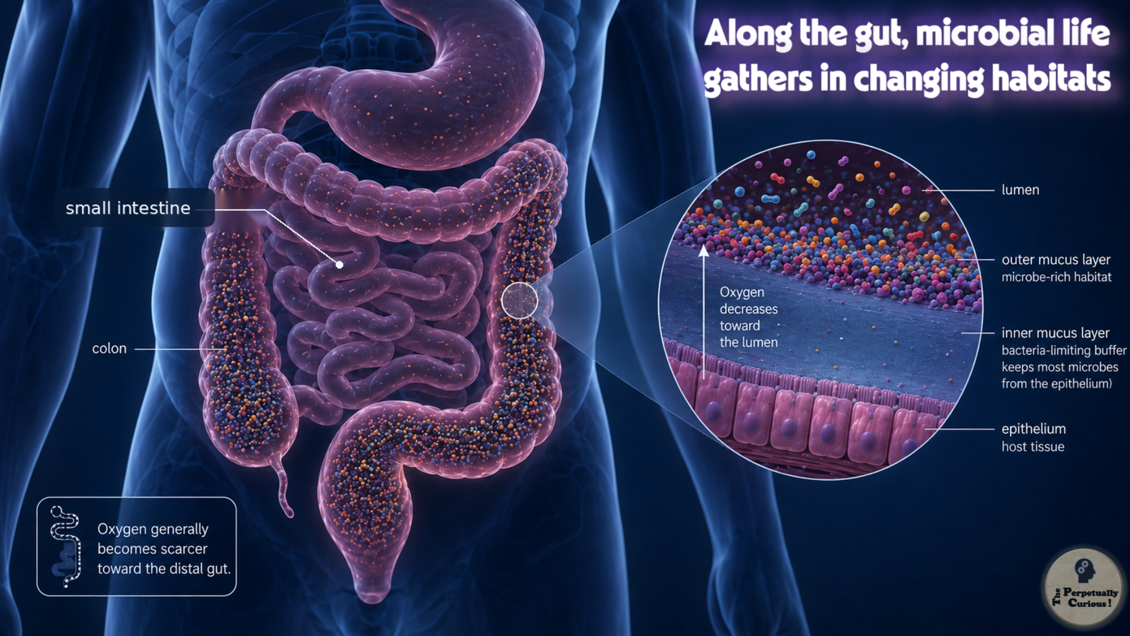 Anatomical rendering of the small intestine and colon with contrasting microbial densities and a magnified colonic wall showing the lumen, outer mucus, inner mucus, epithelium, and oxygen gradients.