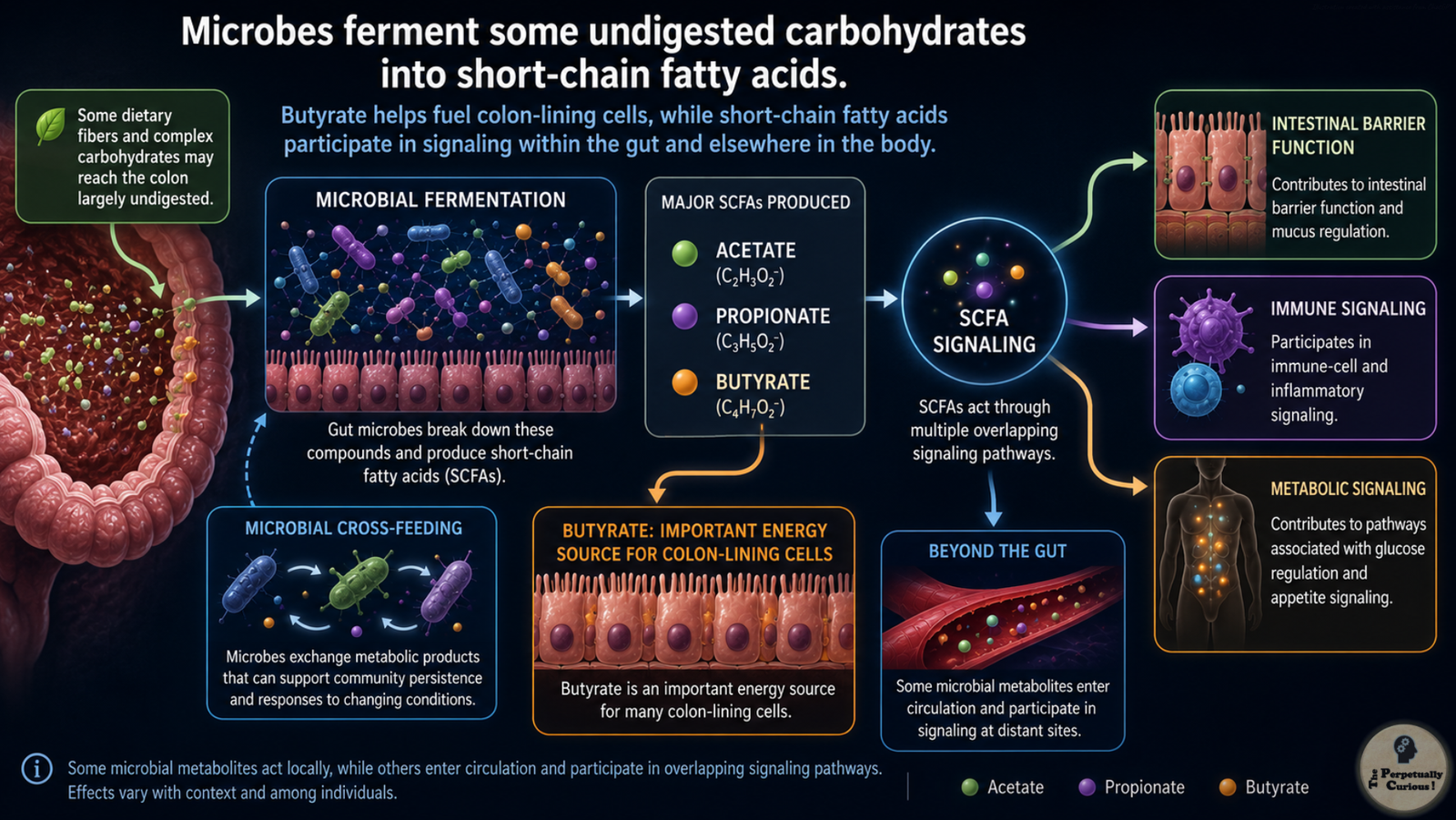 Rendering showing some dietary fibers and complex carbohydrates that may reach the colon, where microbial fermentation produces acetate, propionate, and butyrate within overlapping local and systemic signaling pathways.