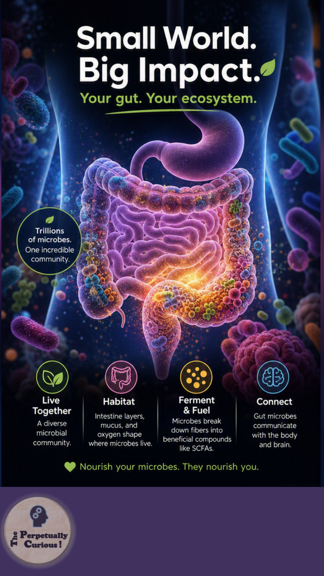 Illustration of a deidentified human torso with a luminous microbial community concentrated within the intestines, presenting the gut as a densely inhabited internal ecosystem.