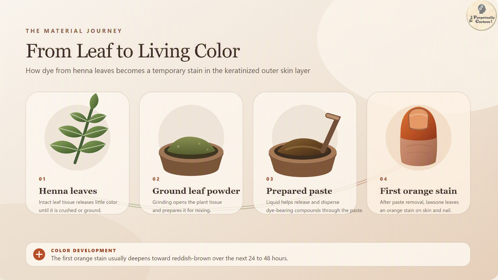 Process illustration showing paired henna leaves, ground leaf powder, prepared paste, and the first orange stain on a fingertip and nail before it deepens toward reddish-brown.