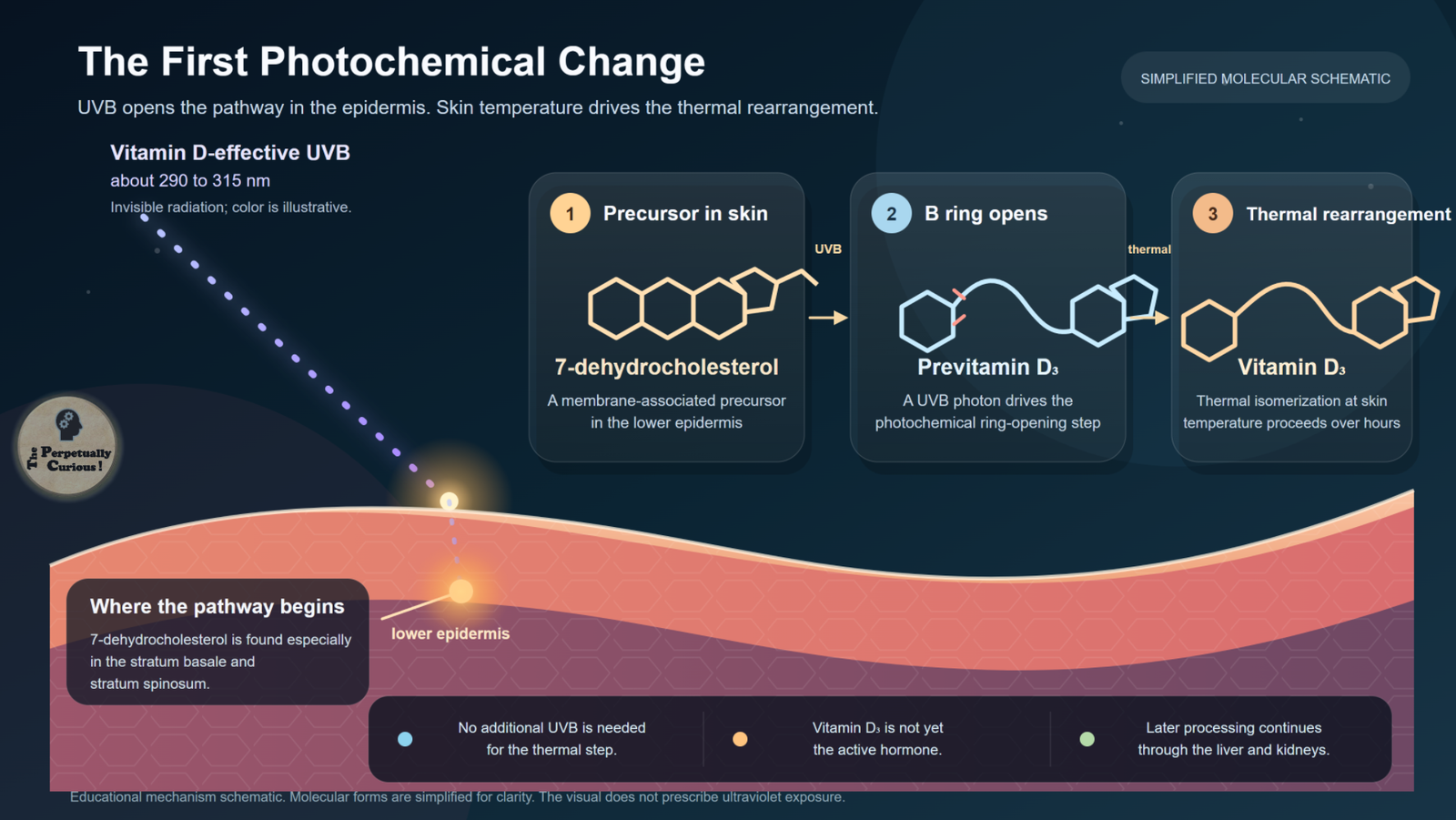Scientific illustration of vitamin D-effective UVB reaching the lower epidermis, where 7-dehydrocholesterol becomes previtamin D3 before thermal rearrangement forms vitamin D3.