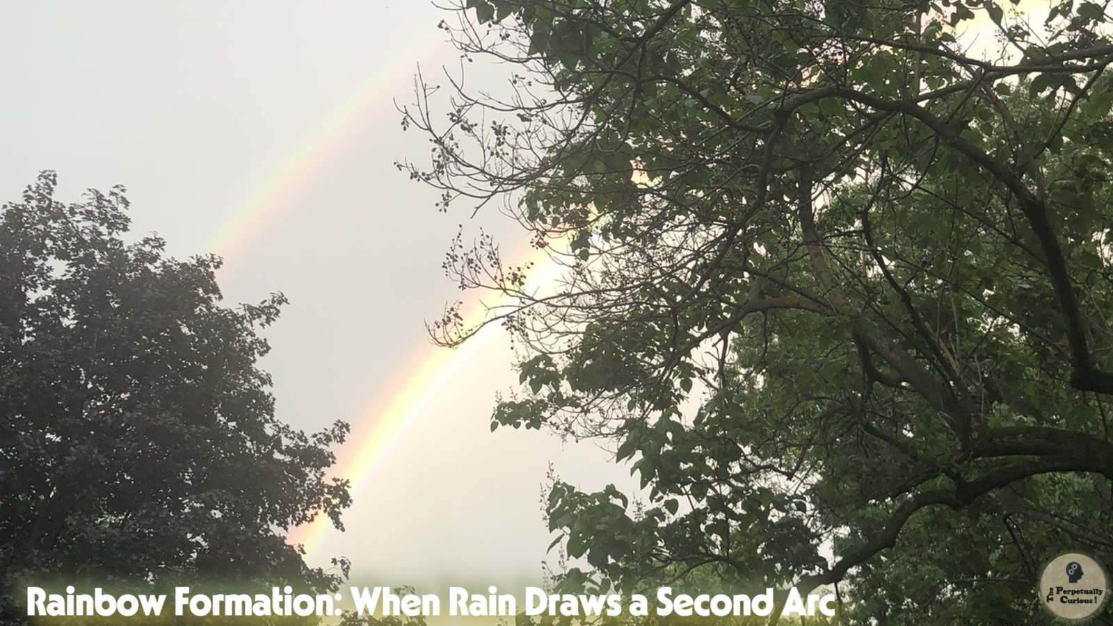 Observational photograph of a bright primary rainbow and a faint secondary rainbow above a dark tree canopy after rain.