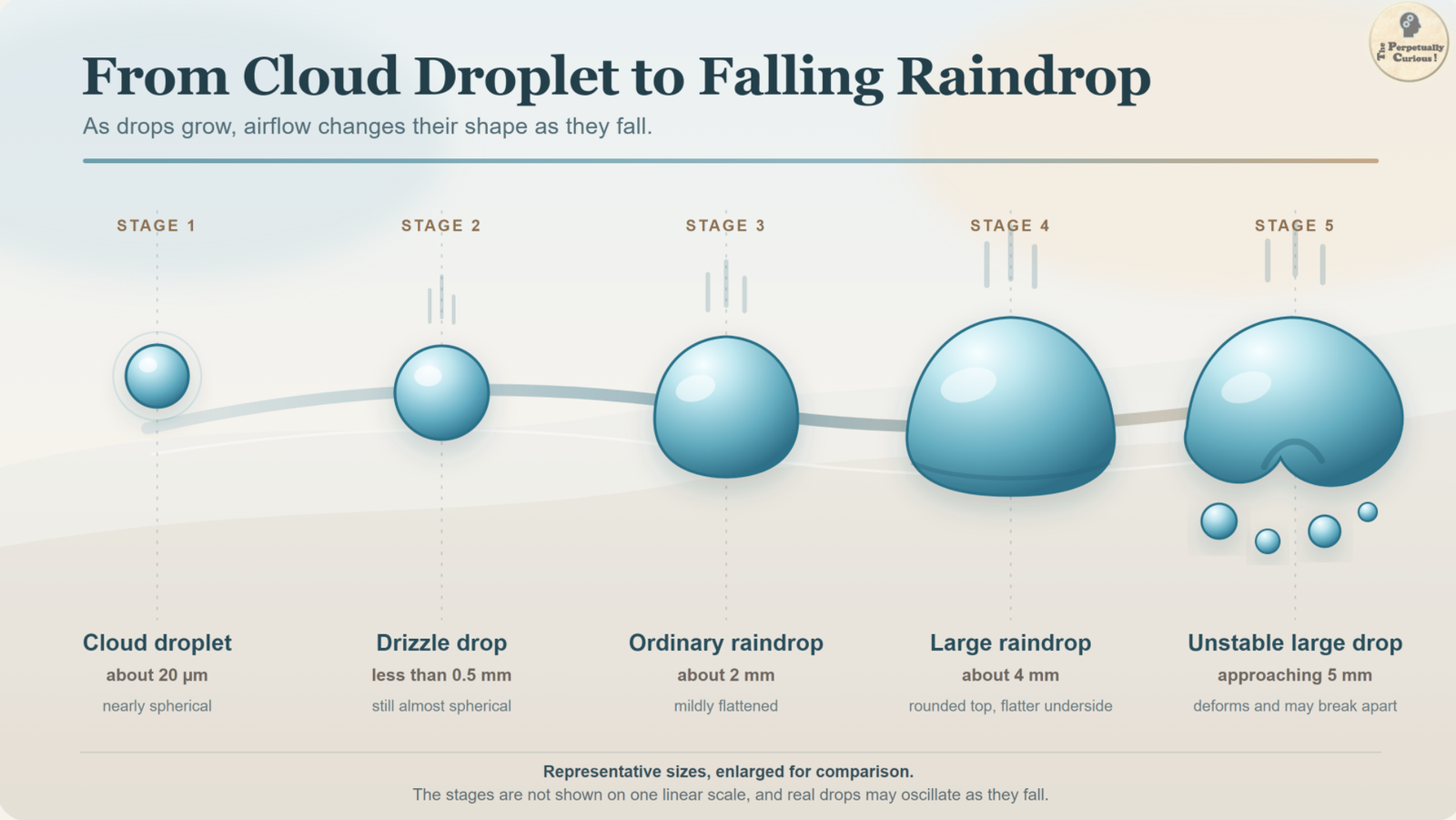 Scientific rendering of a nearly spherical cloud droplet, a drizzle drop, a mildly flattened raindrop, a large drop with a rounded top and flatter underside, and an unstable drop beginning to break apart.