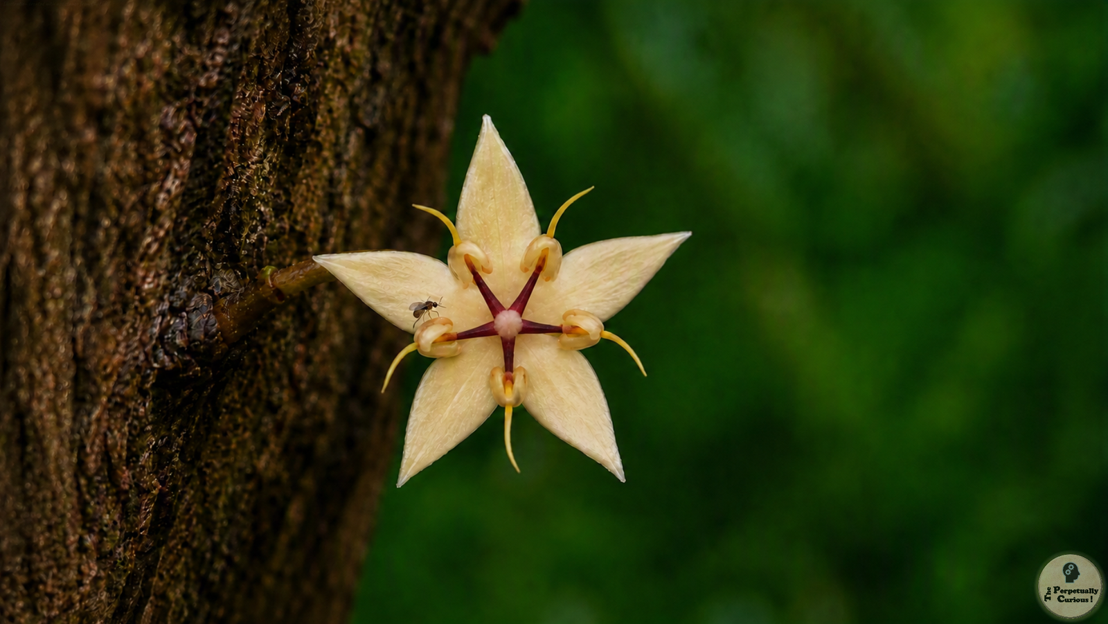 Photorealistic view of a cream cacao flower growing from tree bark, with five sepals, five hooded petals, five burgundy staminodes, and a minute midge beside one petal.