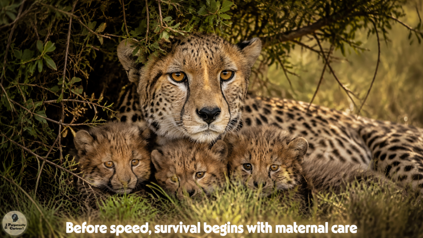 Photorealistic view of a mother cheetah resting beneath dense brush with three young cubs huddled closely against her in dappled light.
