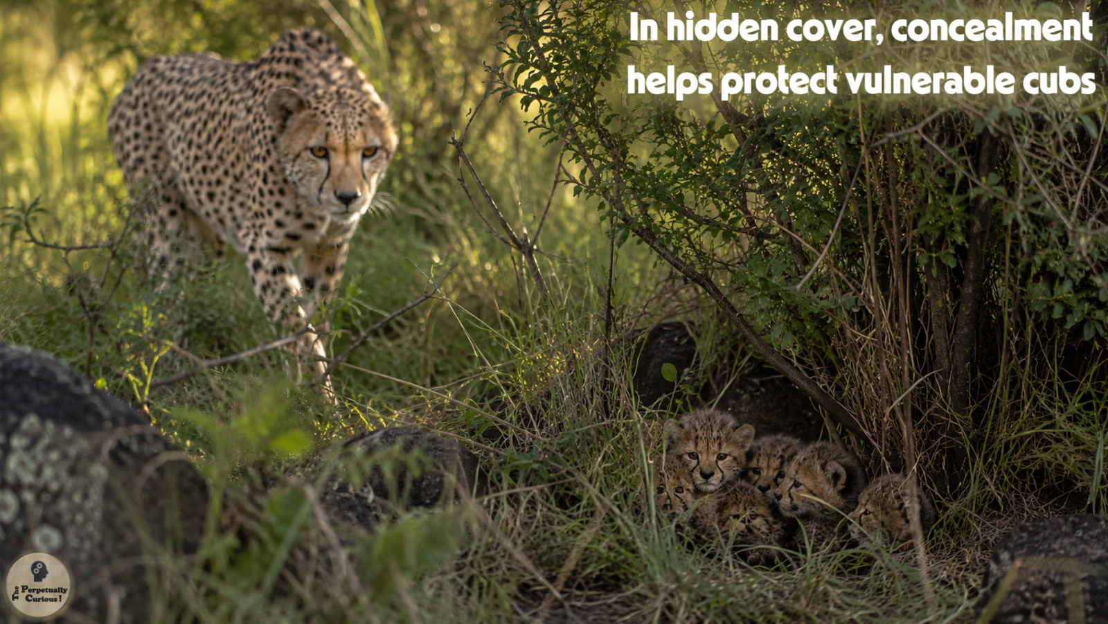 Wildlife rendering of a mother cheetah approaching several cubs clustered beneath shrubs, grasses, and rocks within a concealed resting site.