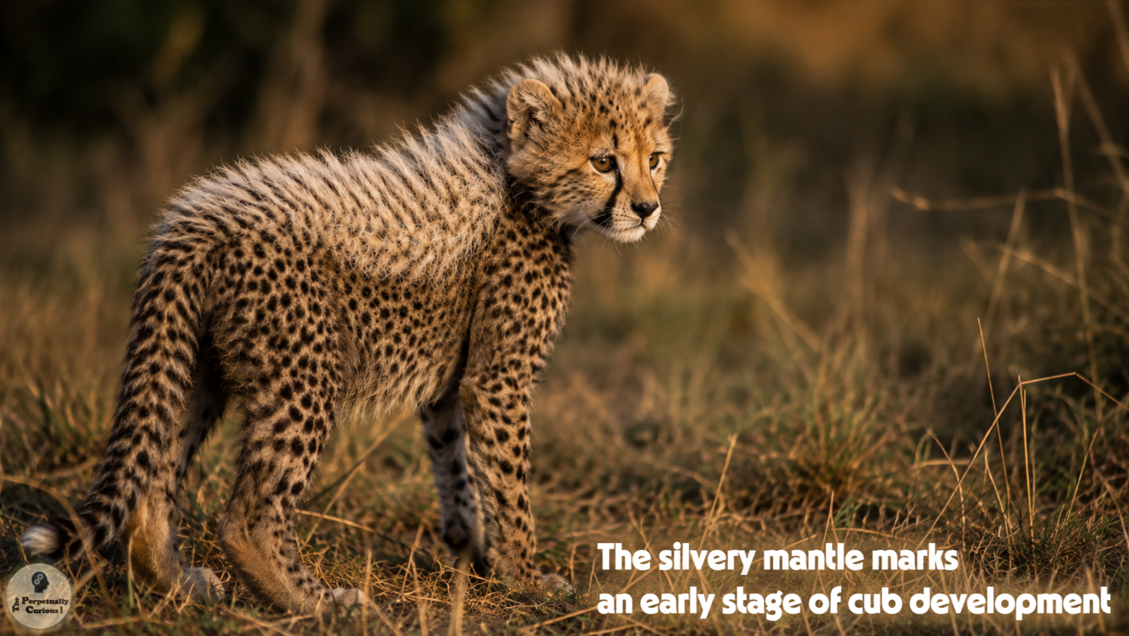 Rendering of a young cheetah cub standing in profile with a pale silvery mantle visible along its back above the spotted coat.
