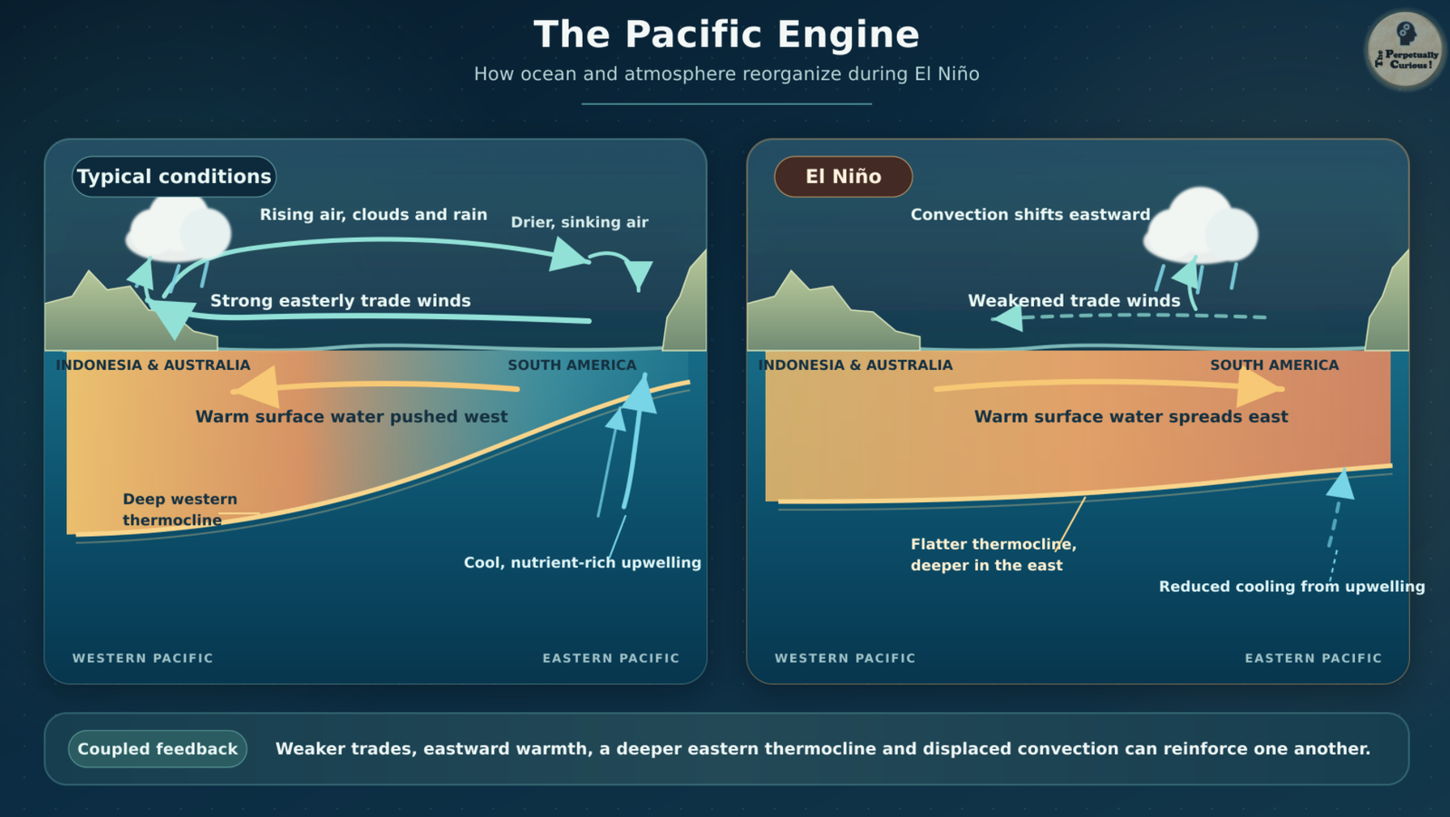 Scientific illustration comparing typical tropical Pacific conditions with El Niño, showing trade winds, warm-water distribution, thermocline depth, eastern upwelling, and eastward-shifted convection.