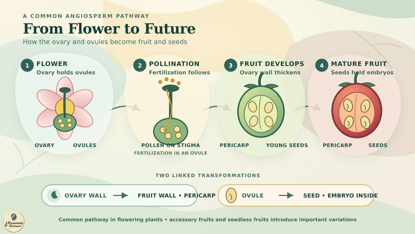 Botanical rendering of a four-stage pathway from flower ovary and ovules through pollination and fertilization to a developing fruit and mature seeds.