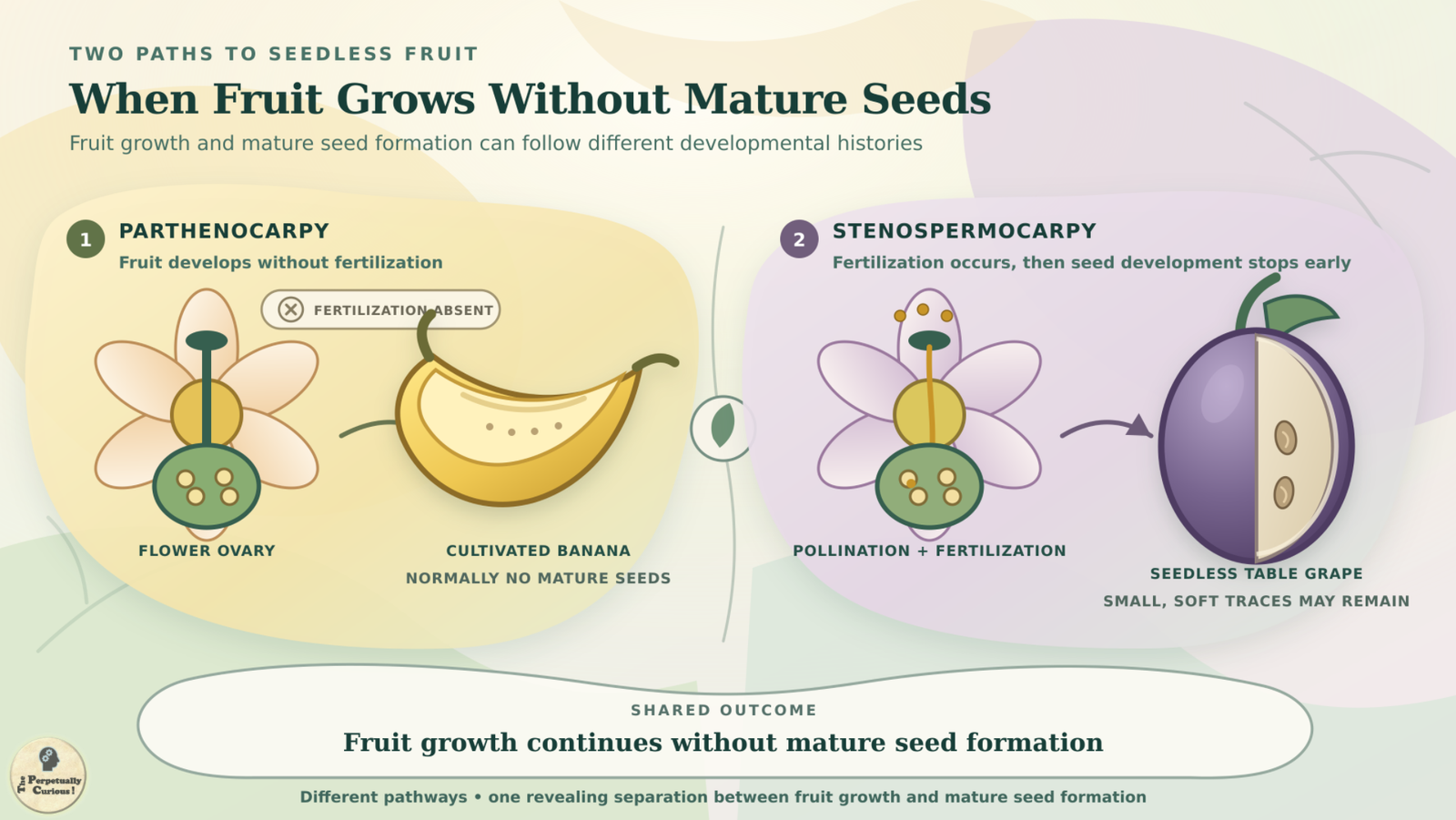 Illustration comparing parthenocarpy in cultivated banana with stenospermocarpy in seedless table grape, showing fruit development without fertilization versus early arrest of seed development after fertilization.