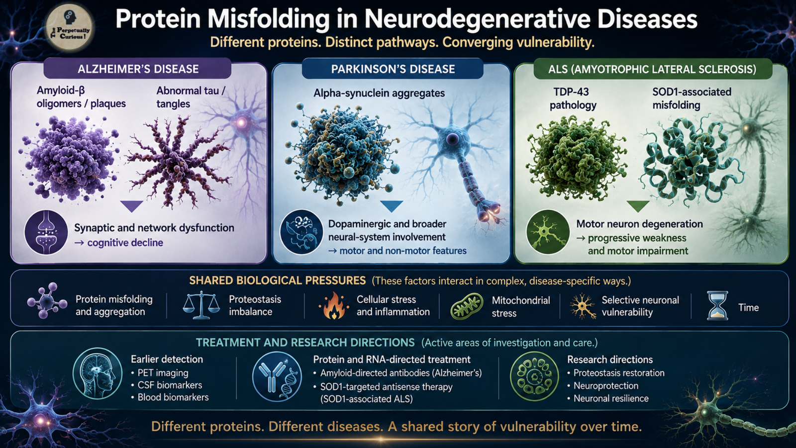 Rendering of three parallel neurodegenerative disease pathways comparing amyloid-beta and tau in Alzheimer’s disease, alpha-synuclein in Parkinson’s disease, and TDP-43 and SOD1-associated misfolding in ALS, with shared biological pressures and selective neuronal vulnerability.