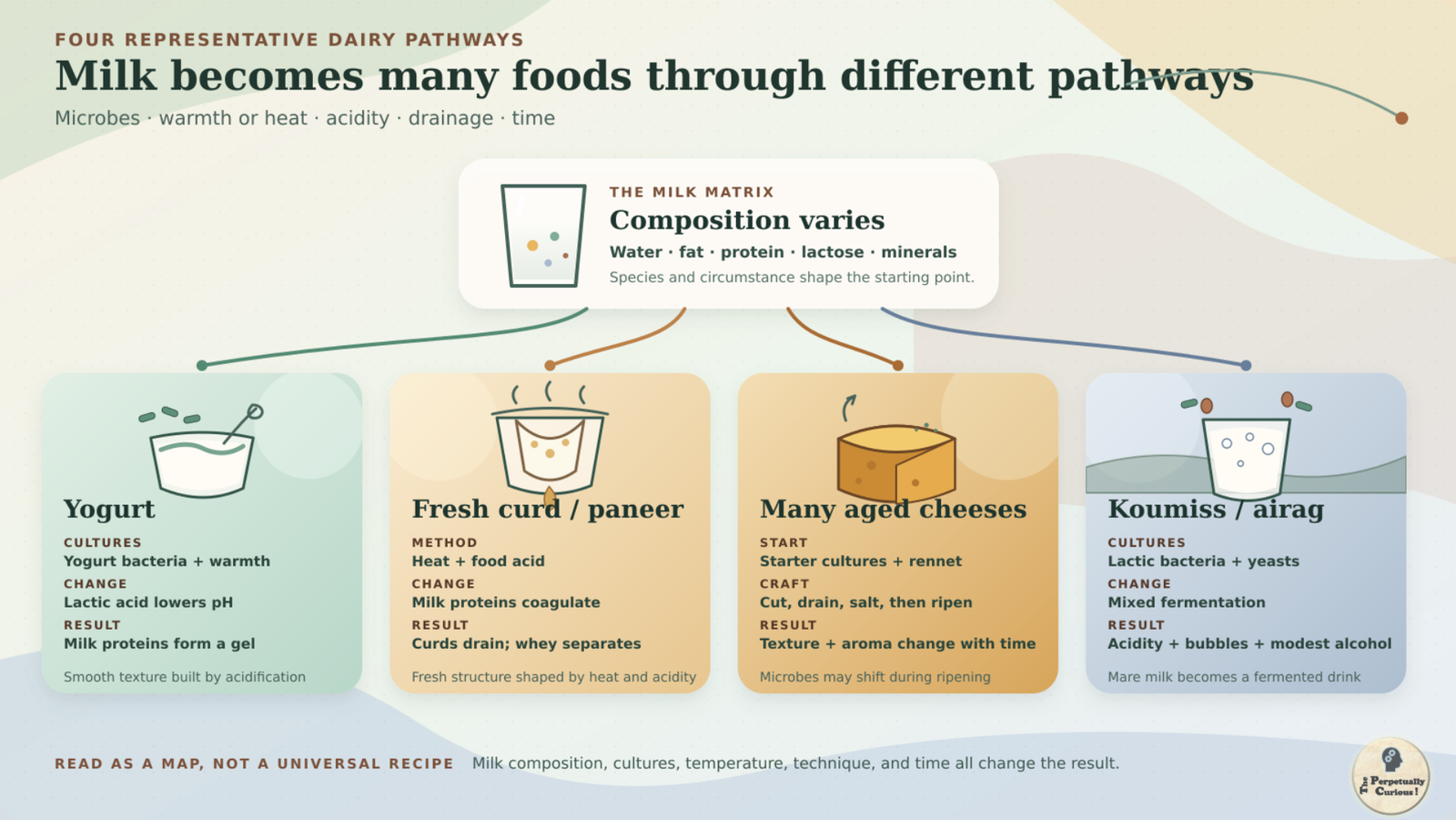 Diagram tracing four representative dairy pathways from a variable milk matrix to yogurt, fresh curd or paneer, many aged cheeses, and koumiss or airag.