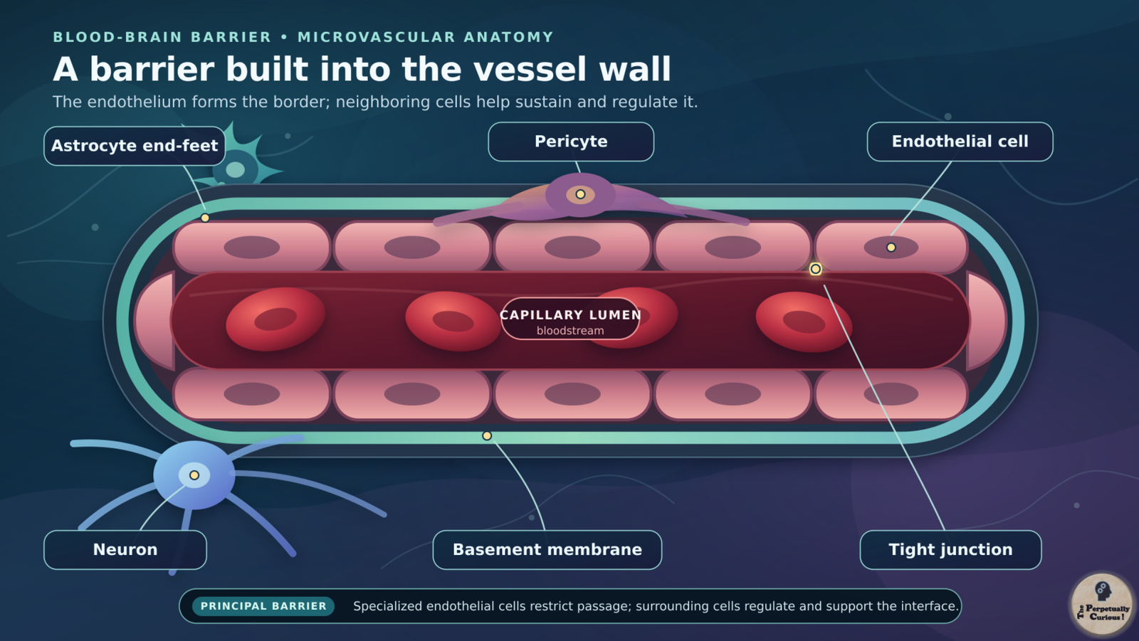 Conceptual diagram of six brain-delivery strategies arranged around a central brain target: molecular design, native transport, protective carriers, cerebrospinal fluid, temporary opening, and direct tissue delivery.