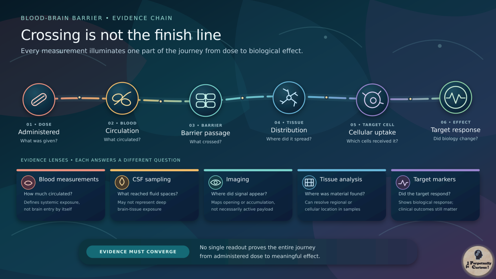 Scientific infographic of the evidence chain from administered dose through circulation, barrier passage, tissue distribution, cellular uptake, and target response, with five complementary measurement lenses.
