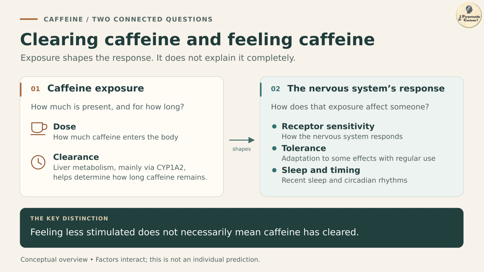 Diagram: Connected panels distinguish caffeine exposure, shaped by dose and clearance, from responses influenced by receptor sensitivity, tolerance, sleep, and circadian timing.