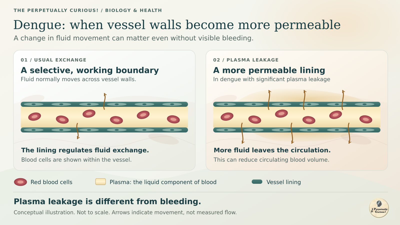 Rendering comparing usual fluid exchange with increased plasma leakage, using gold arrows across vessel linings and red blood cells inside both vessels.