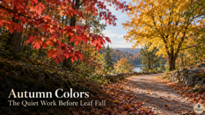 Photorealistic view: Red leaves frame a sunlit path, a golden tree stands nearby, and brown fallen leaves lie across the ground.