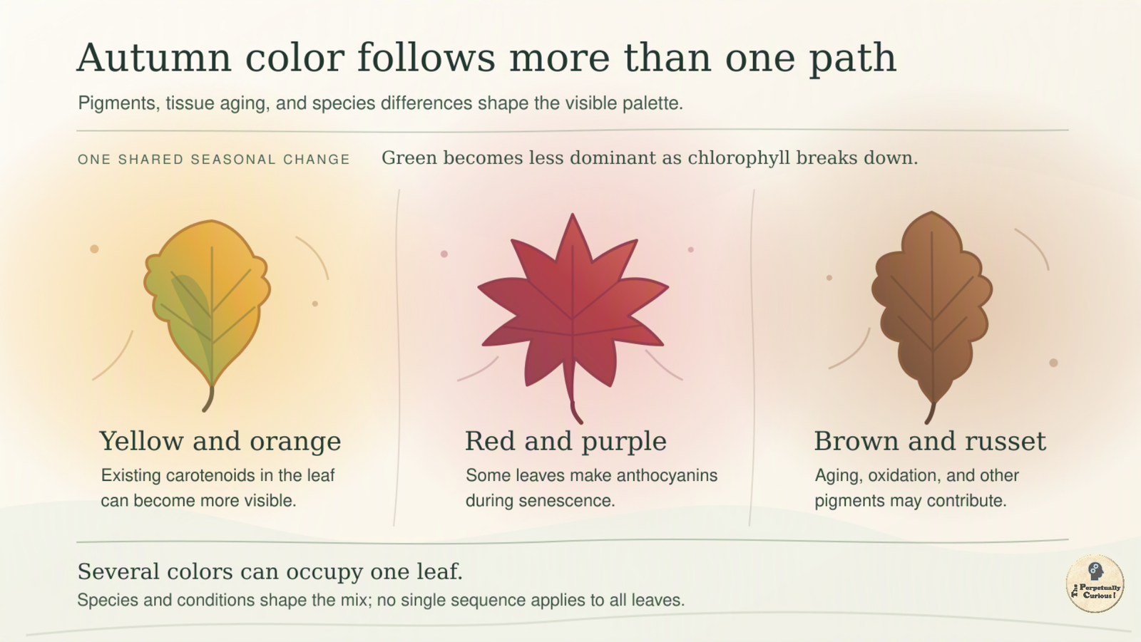Botanical rendering: Three stylized leaves in green-gold, red, and brown occupy separate fields; labels distinguish visible carotenoids, anthocyanins made in some leaves, and contributors to browning.