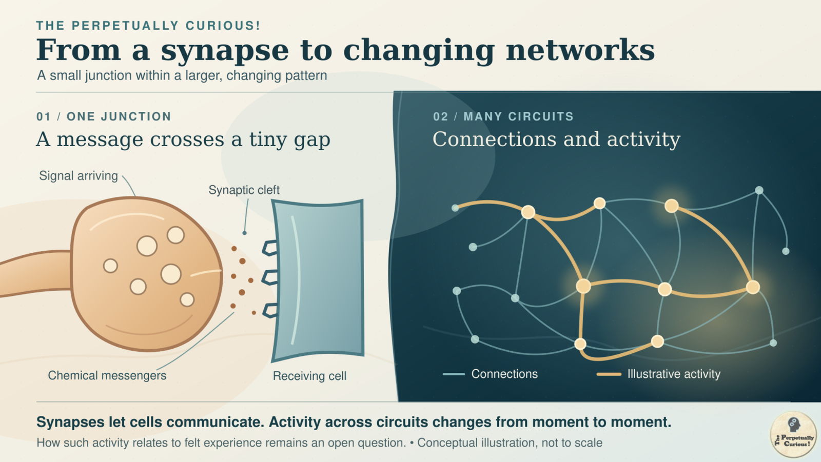 Rendering: Enlarged chemical synapse with brown messenger dots between a tan terminal and teal receiving cell, beside pale network connections and gold paths marking illustrative activity.