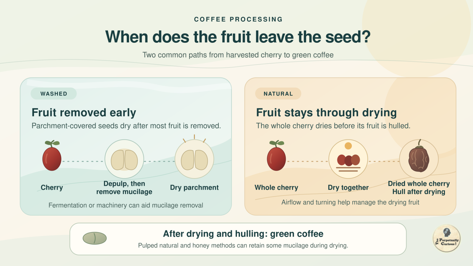 Illustration of washed coffee with pulp and mucilage removed before parchment-covered seeds dry, beside natural coffee with whole cherries dried before hulling.